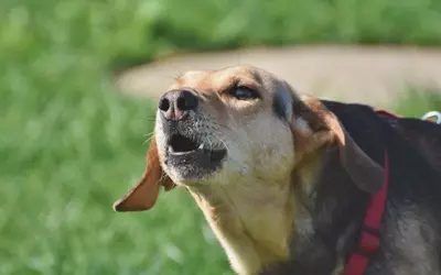 Insoportables ladridos de perros