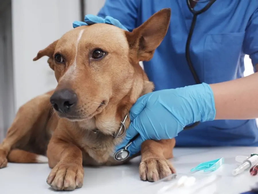 Descuento en Consultas Veterinarias de Urgencia