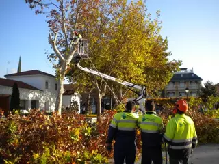El Ayuntamiento de Villanueva de la Cañada poda 3500 árboles del municipio