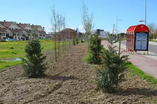 El Ayuntamiento reforesta el monte preservado del Arroyo de Pedro Elvira
