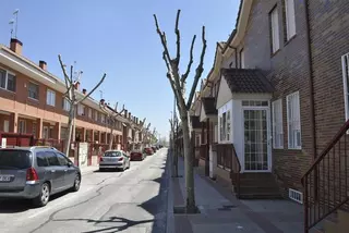 El Ayuntamiento de Villanueva del Pardillo pone en marcha la campaña de poda 2014