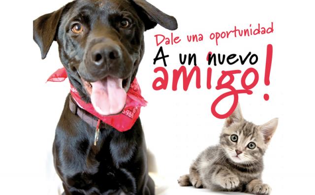 Villanueva del Pardillo celebra su I Feria de Adopción canina y felina