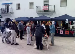 Éxito de adopciones en la I Feria Canina y Felina de Villanueva del Pardillo