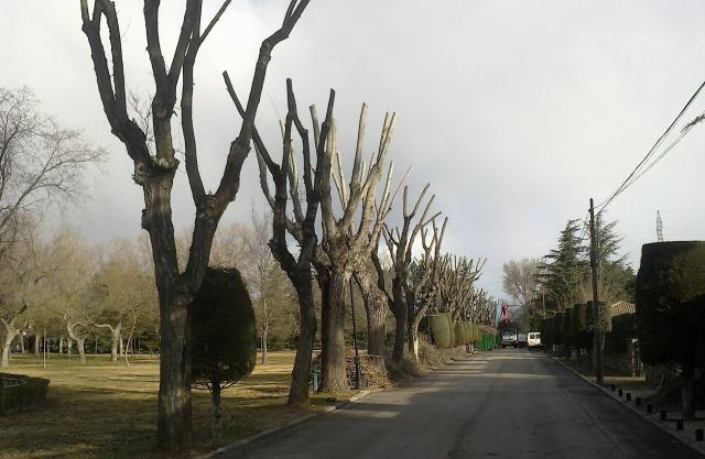 En marcha la segunda fase de los trabajos de poda en Villafranca del Castillo