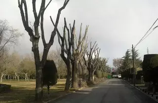 En marcha la segunda fase de los trabajos de poda en Villafranca del Castillo