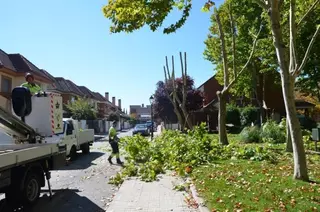 Comienzan las labores de poda del arbolado urbano en Villanueva de la Cañada
