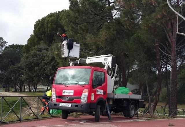 Villanueva de la Cañada toma medidas para controlar la proliferación de la oruga procesionaria