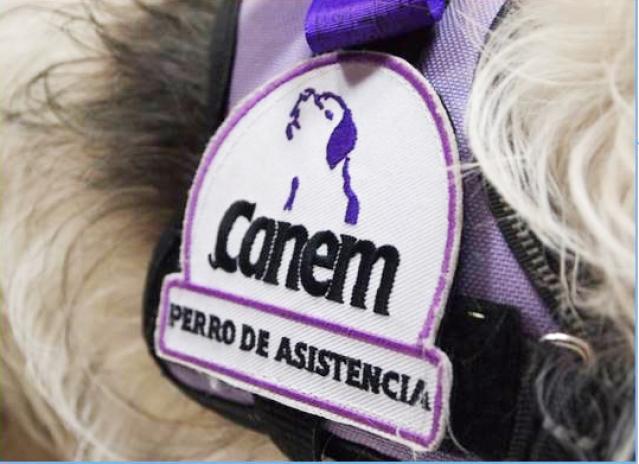 Moka y Lupa, dos Jack Russell que detectan bajadas de azúcar