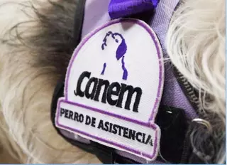 Moka y Lupa, dos Jack Russell que detectan bajadas de azúcar
