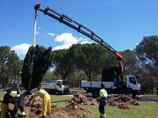 El Ayuntamiento traslada los tejos de la plaza de España a La Baltasara
