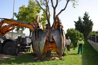 El Ayuntamiento trasplanta dos alcornoques afectados por las obras de la avenida de la Dehesa