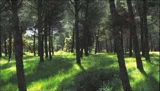 La Comunidad dedica 2,6 millones a la conservación del Parque Regional del Curso Medio del Río Guadarrama y su entorno