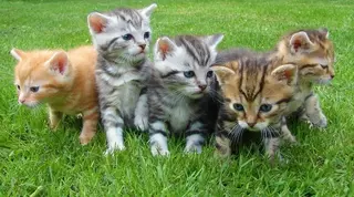 El Ayuntamiento renueva con la Asociación Viva por los Animales el acuerdo para gestionar las colonias felinas