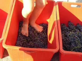 Taller de pisado de uva para los más pequeños en Villanueva de la Cañada