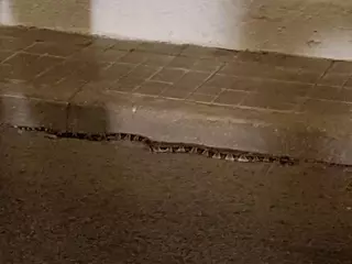 La Policía Local Villanueva de la Cañada atrapa una serpiente en la vía pública
