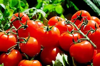 Villanueva de la Cañada y Villanueva del Pardillo serán los 
primeros municipios europeos 100% vegetarianos