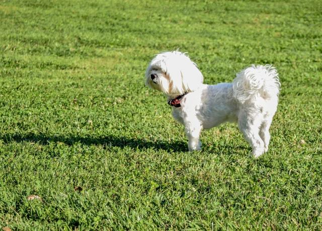 El equipo de gobierno responde a Ciudadanos: "Villanueva de la Cañada cuenta con 25 recintos caninos en el municipio"