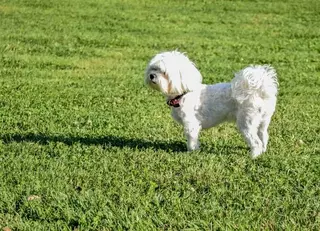 El equipo de gobierno responde a Ciudadanos: "Villanueva de la Cañada cuenta con 25 recintos caninos en el municipio"