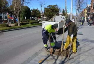 Plantados durante este mes de febrero un total de 350 árboles en Villanueva de la Cañada