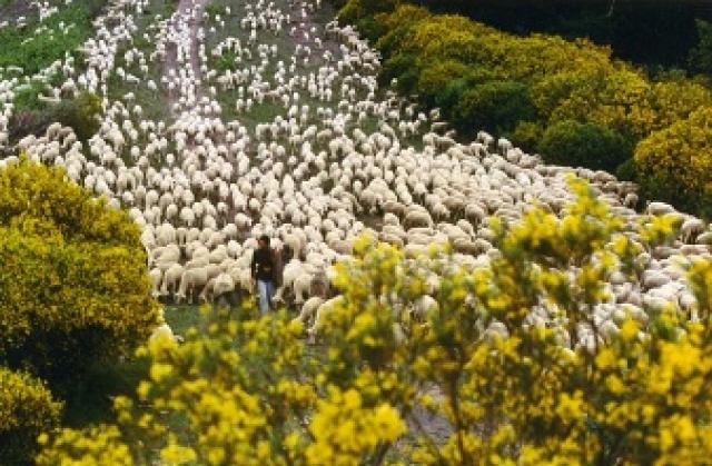 Jornada familiar en la naturaleza para despedir a las ovejas trashumantes en Villanueva del Pardillo