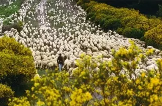 Jornada familiar en la naturaleza para despedir a las ovejas trashumantes en Villanueva del Pardillo