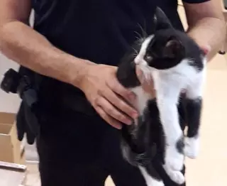 La Policía Local de Villanueva del Pardillo rescata un gato abandonado en un contenedor
