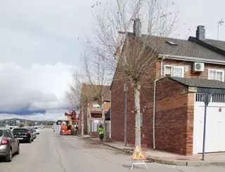 Campaña de poda del arbolado de alineación en Villanueva del Pardillo