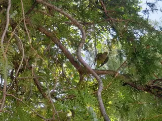 Villanueva de la Cañada solicita colaboración ciudadana para un estudio sobre especies exóticas invasoras y fauna silvestre en el municipio

 