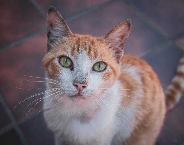 Acuerdo entre el Ayuntamiento y la Asociación "Viva por los Animales" para gestionar las colonias de gatos en Villanueva de la Cañada
