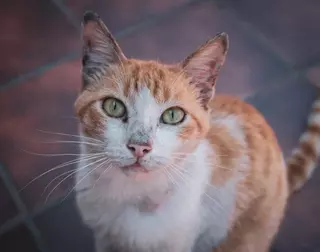 Acuerdo entre el Ayuntamiento y la Asociación "Viva por los Animales" para gestionar las colonias de gatos en Villanueva de la Cañada