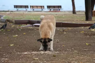 Envenenamiento de perros en Villanueva del Pardillo