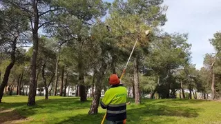 Medidas de control frente a la procesionaria del pino en Villanueva de la Cañada