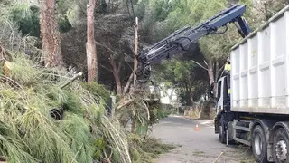 Se recogen más de 600 toneladas de restos vegetales en Villanueva de la Cañada tras el paso de Filomena