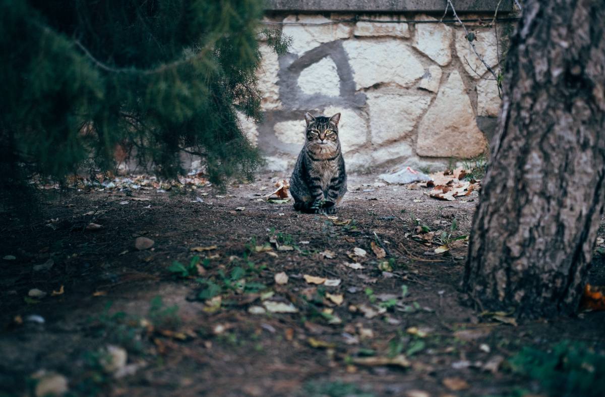 La Fundación de Ayuda a los Animales controlará las colonias felinas en zonas de Villanueva de la Cañada  