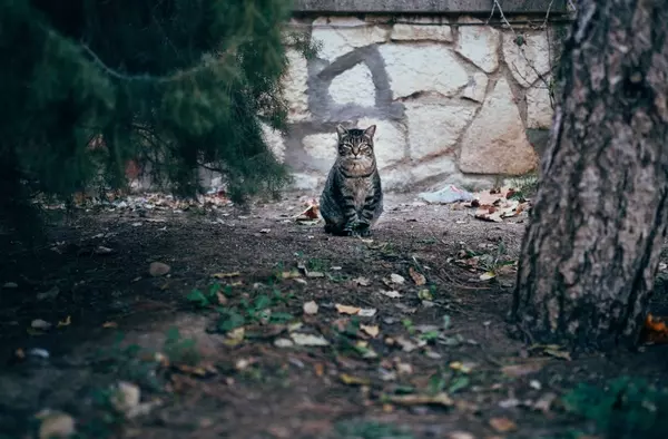 La Fundación de Ayuda a los Animales controlará las colonias felinas en zonas de Villanueva de la Cañada  
