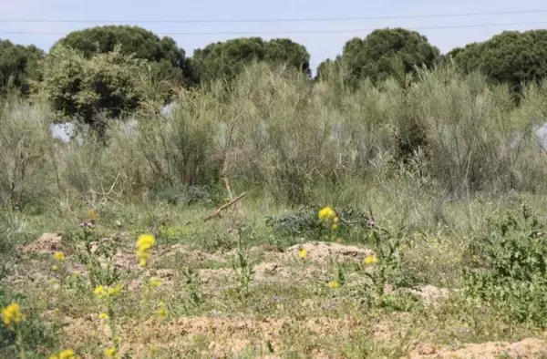 El Ayuntamiento de Villanueva del Pardillo recuerda a los propietarios de parcelas la obligación de desbrozarlas