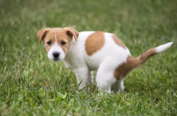 Villanueva del Pardillo fomenta y facilita la recogida de excrementos caninos a los dueños de mascotas