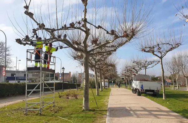 En marcha las labores de poda y mantenimiento del arbolado urbano de Villanueva de la Cañada