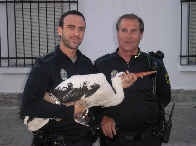 La policia local rescata a una cigueña herida