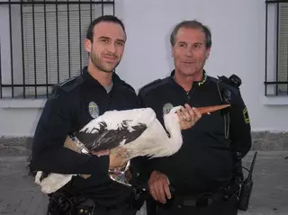 La policia local rescata a una cigueña herida