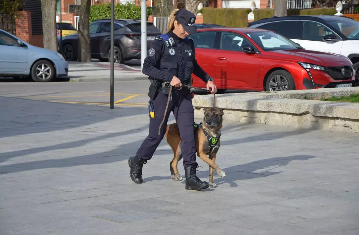 Balto, el nuevo integrante de la Policía Local de Villanueva de la Cañada