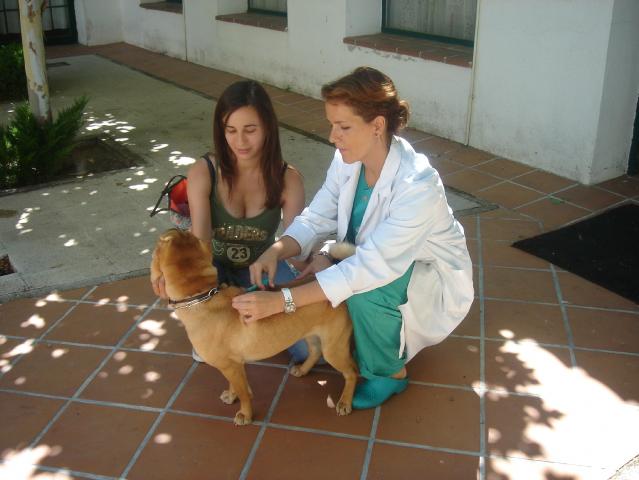 Comienza la campaña de vacunación e identificación de perros y gatos.