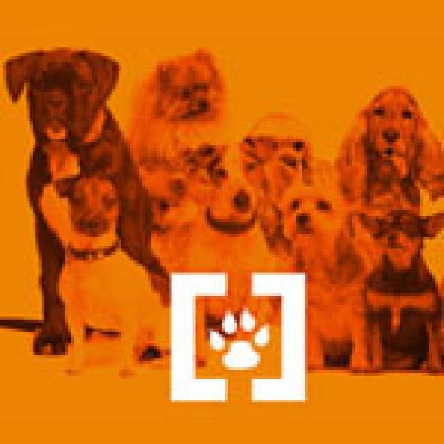 Campaña de vacunación e identificación de perros y gatos en Villanueva del Pardillo
